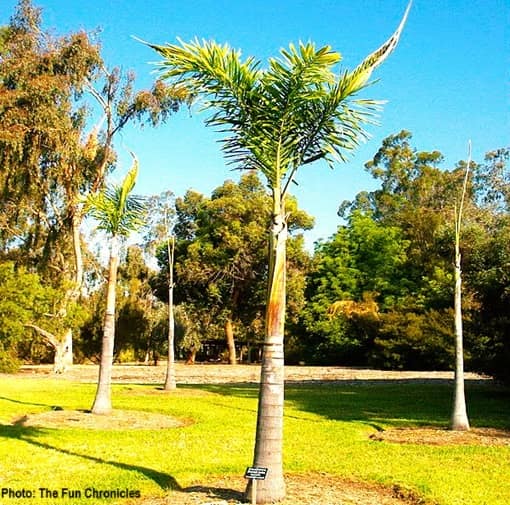 Foxtail palms in an LA arboretum are looking poorly. Foxtail palms in an LA arboretum are looking poorly.