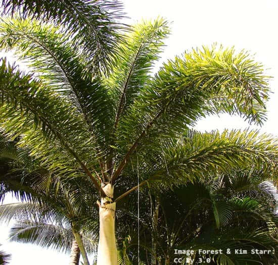 Foxtail palm tree named for the bushy look of its fronds, similar looking to a fox taiil