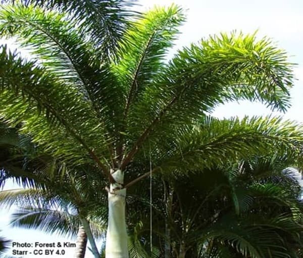 A Foxtail Palm with emphasis on crown and crownshaft A Foxtail Palm with emphasis on crown and crownshaft