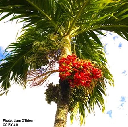 Christmas palm with fruits
