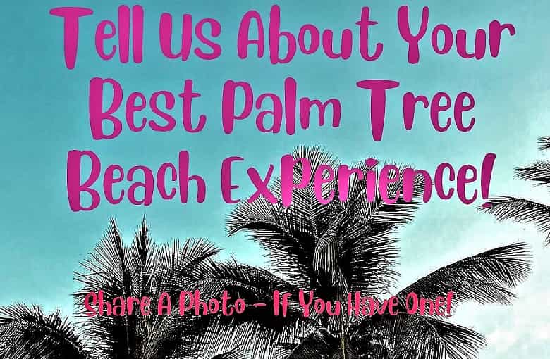 Wanting Your Best Palm Tree Beach Experience