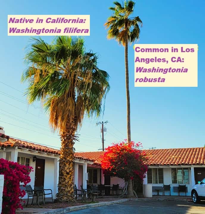 two commonly found palm tree species adjacent to a southwestern style building