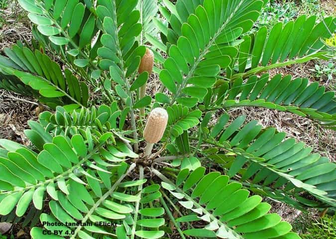 Cardboard palm with its seed cone