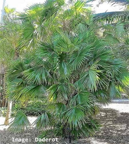 Zombie Palm Tree in Sarasota FL Zombie Palm Tree in Sarasota FL