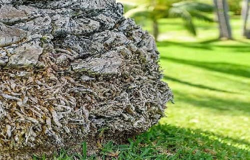 aerial roots at the bottom of a palm trunk