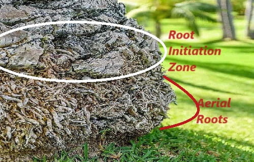 aerial roots on a palm tree trunk showing the root initiation zone aerial roots on a palm tree trunk showing the root initiation zone