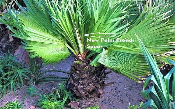 New palm frond growing from the top of a palmate palm