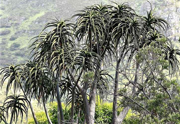 Tree aloe