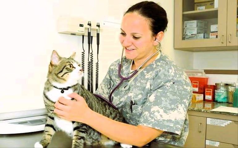 Military veterinarian checking on a cat who may have been in contact with a poisonous plant
