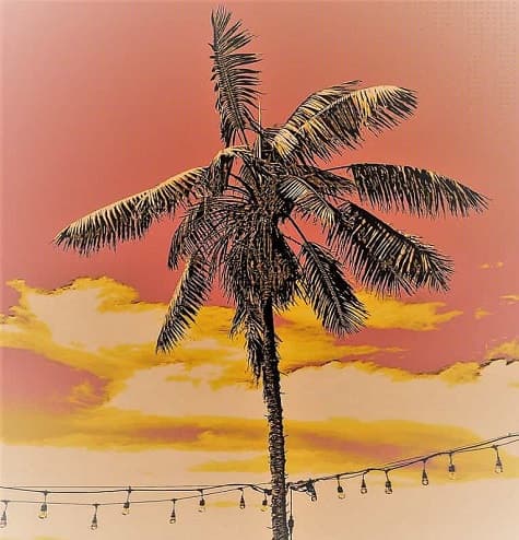 Artistic Palm Tree has lights strung up between it and others