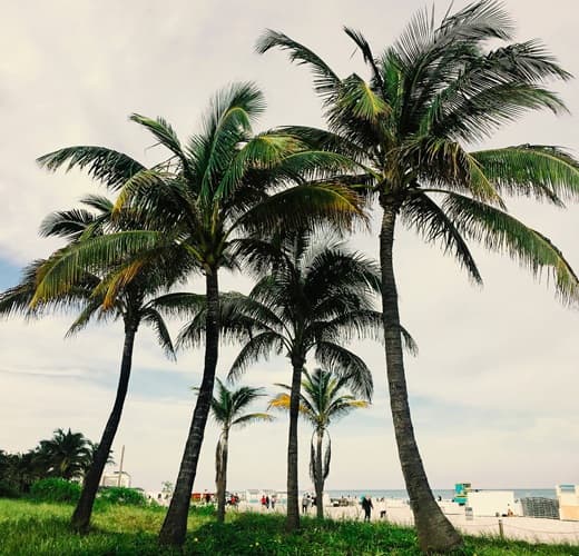 palms along a beachfront park in miami