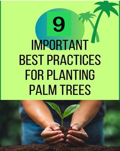 poster for nine best practices when planting palm trees