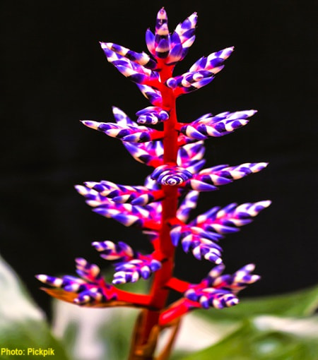 Purple Tango Bromeliad with its vibrant blooms on a red stem Purple Tango Bromeliad with its vibrant blooms on a red stem