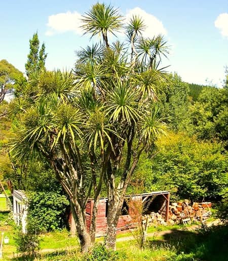 Cabbage palm growing in New Zealand, that looks like a palm, but it isn't. Cabbage palm growing in New Zealand, that looks like a palm, but it isn't.