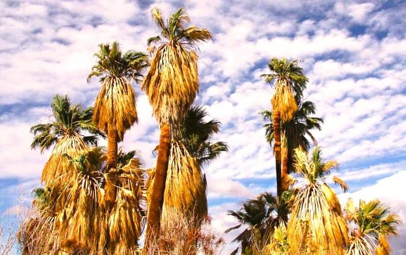 Grove of California fan palms