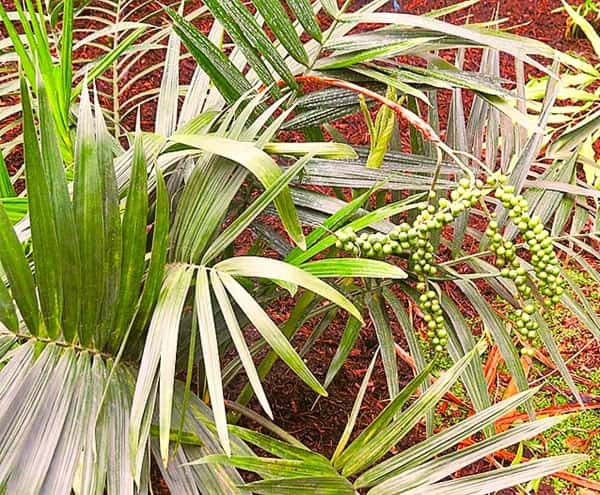 Chamaedorea radicalis palm growing outdoors, but is suitable for indoors, too.