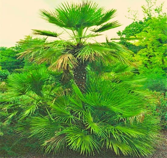 Mediterranean fan palm grows taller with its bushy clusters.