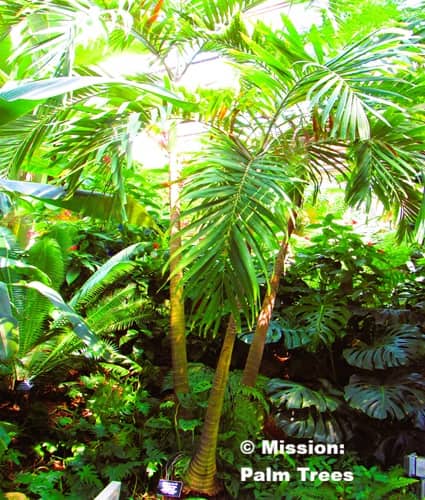 Christmas Palm growing hight iin a conservatorium