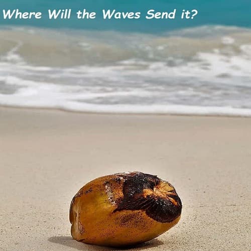 Coconut on the seashore sand with waves coming near. Coconut on the seashore sand with waves coming near.