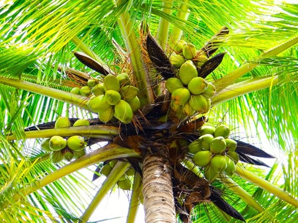 the crown of a coconut palm tree with multiple coconut fruits hanging below the fronds