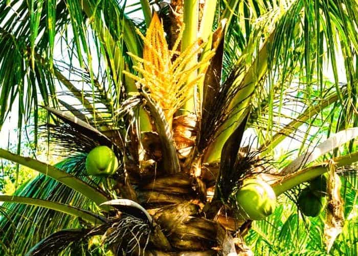 Flowers grow amidst the coconuts on the palm