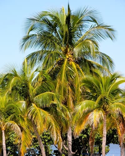 a group of coconut palm trees