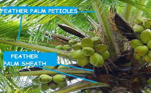 Pointing out parts of a feather palm stem