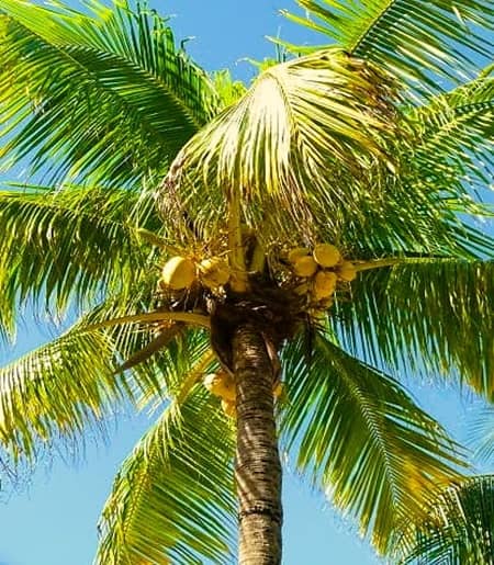 top of a coconut tree with the coconuts attached