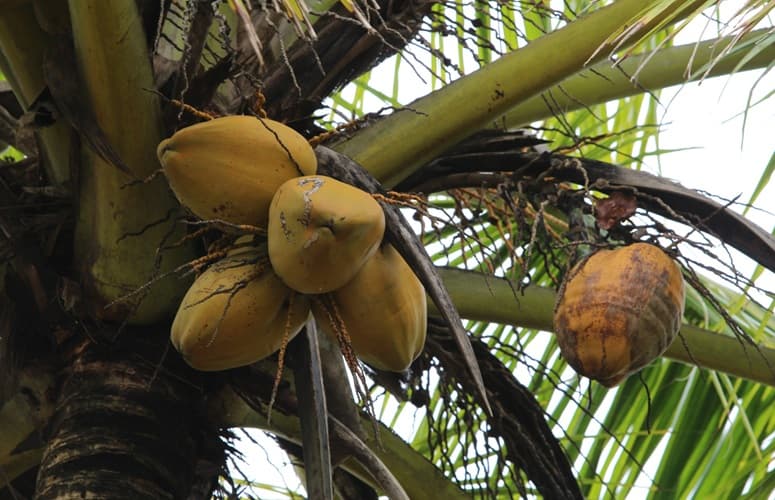 lower crown of coconut palm with coconut growing