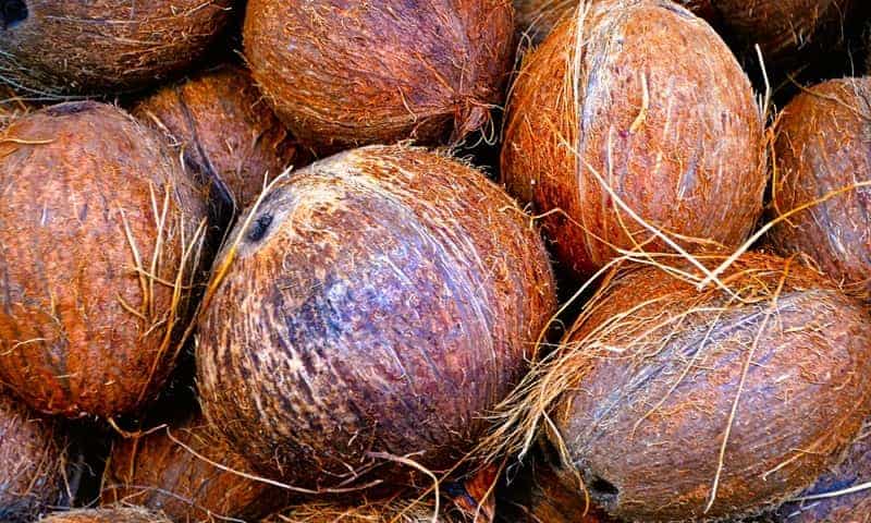 a bunch of coconuts, which are the seeds of the palm