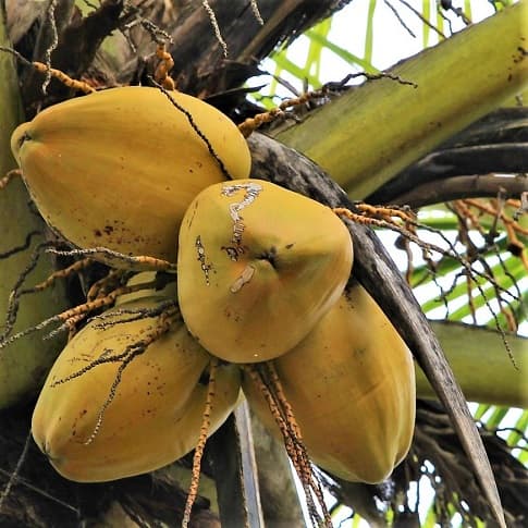 Coconuts growing from their palm tree. They're not the only fruit that palms have, by far! coconuts growing in the palm tree