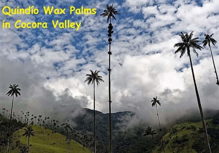 Quindío Wax Palms in the Cocora Vally. View of the Cocora Valley with its famed tallest palms in the world. Cloud mist coming down the mountains into the Valley with the Wax Palms