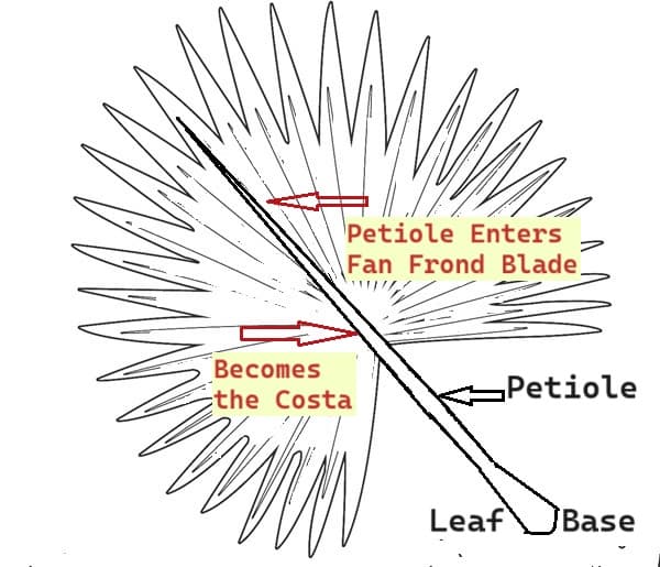 Diagram of a fan palm leaf explaining a subcategory called costapalmate. Diagram of a fan palm leaf explaining a subcategory called costapalmate.