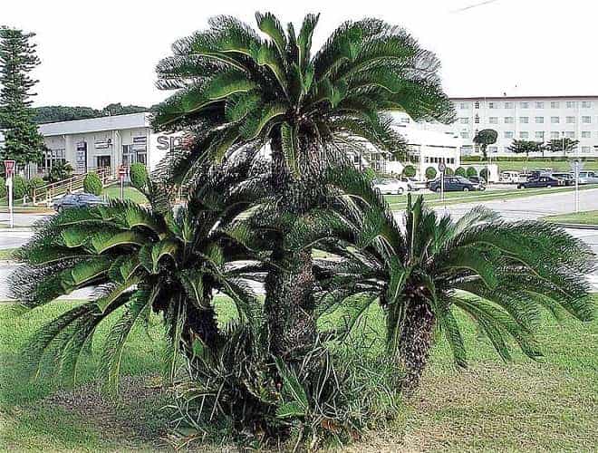 This Sago Palm tree imitates a palm tree - but it's not a palm! This Sago Palm tree imitates a palm tree - but it's not a palm!