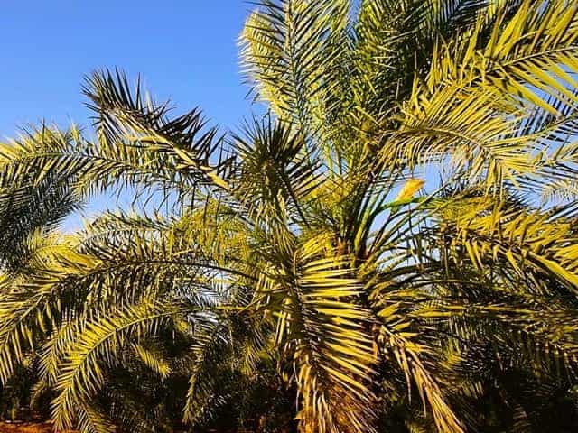close up view of the date palm crown