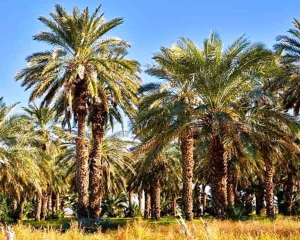 Grove of date palm trees
