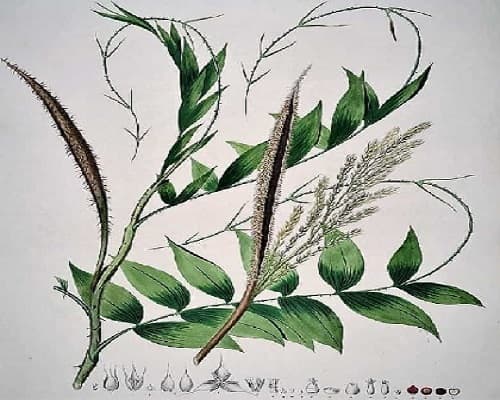dvintage painting of a climbing palm plant dvintage painting of a climbing palm plant