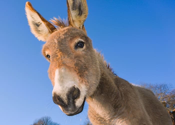 A donkey