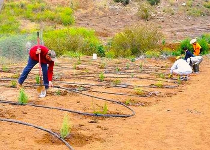 people working to install a drip irrigation system