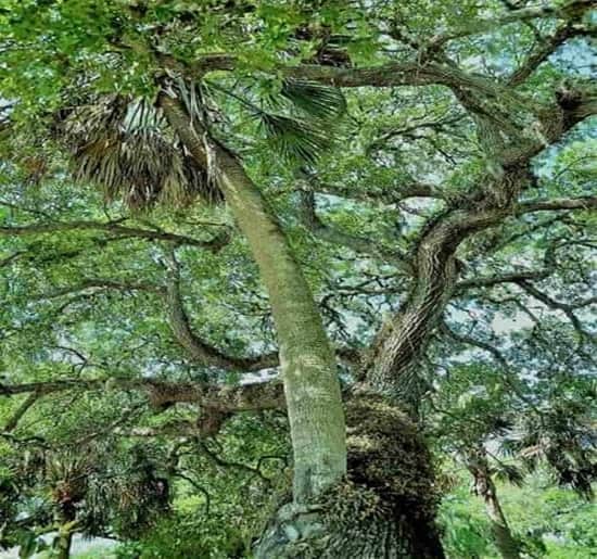 A palm tree growing within the tall branches of an oak tree making the Famous Tree of Love in Florida