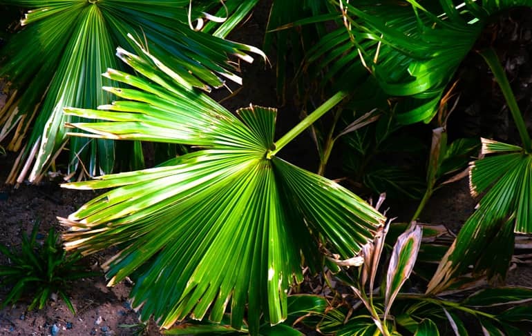 brown tips meaning this palm has a problem