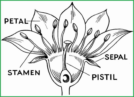 Parts of a flower's sex organs diagrammed. See how they work for pollination & germination. Flower parts showing gender organs