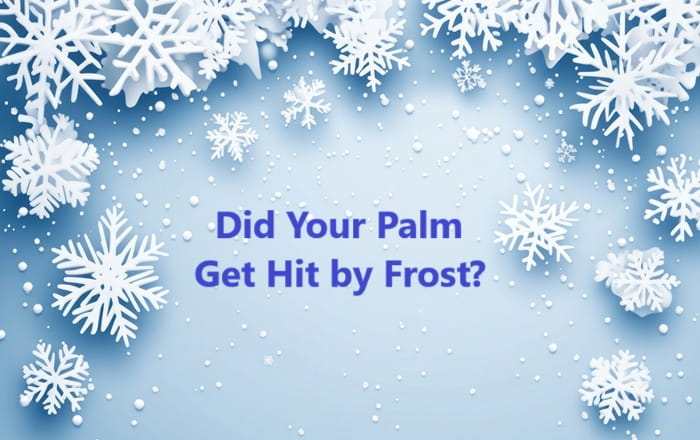 frost on a cold looking background