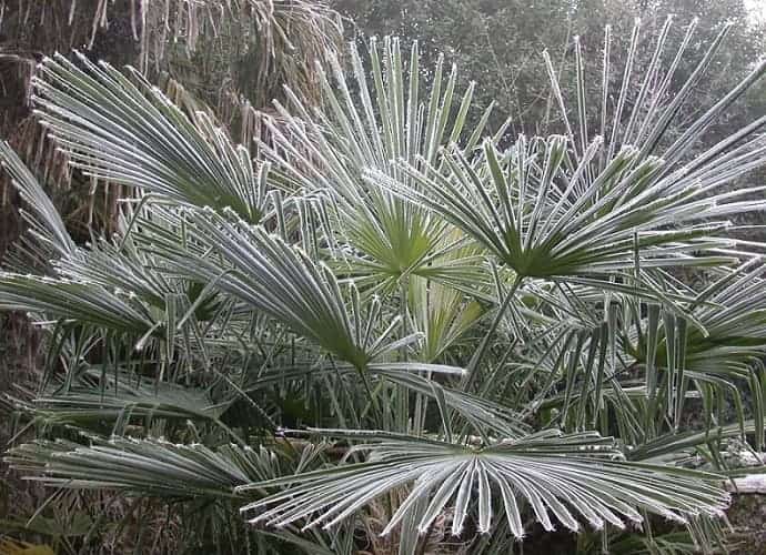 Fan palm covered in winter frost