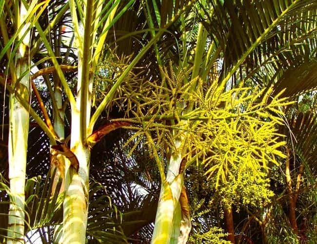 A Golden Cane Palm Tree Guide for Your Tropical Flavor