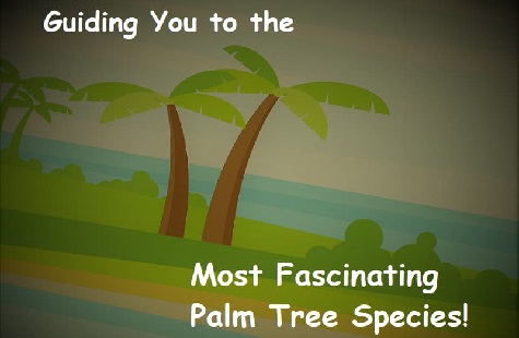 What kinds of palm tree species are there? Some are quite unusual & fascinating! dusk arriving to a tropical island