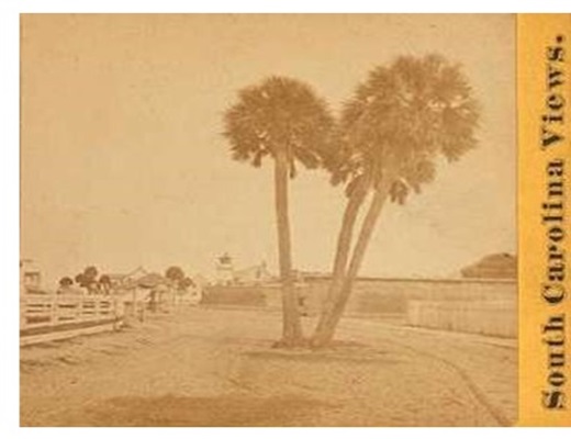 Palmetto trees grow on Sullivans Island, South Carolina Palmetto trees grow on Sullivans Island, South Carolina