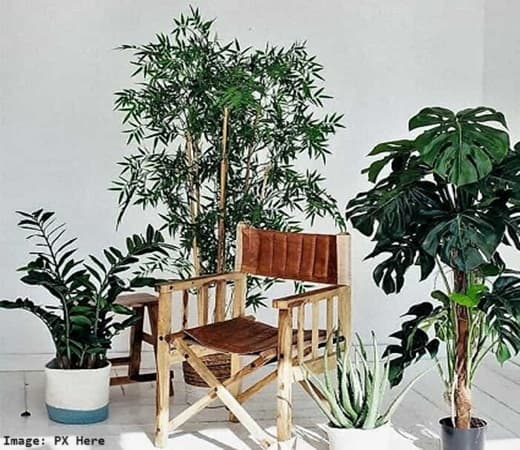 Assorted house plants around a chair