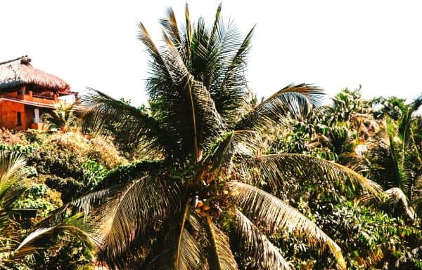 tropical hut with surrounding plants including a palm with browning leaf problem