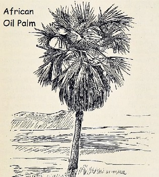 Vintage Ink Rendering of African Oil Palm Tree
